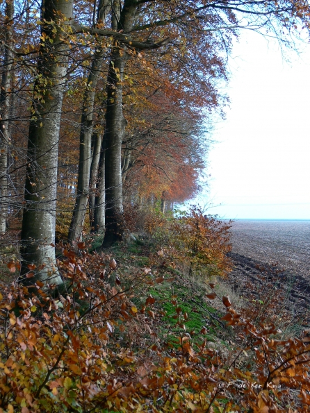 Chant d'automne 2012 (31)